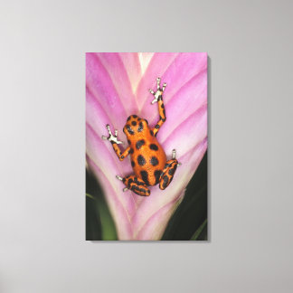 Colon Isle Dart Frog, Oophaga pumilio Leinwanddruck