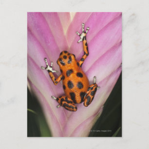 Colon Isle Dart Frog, Oophaga pumilio Postkarte
