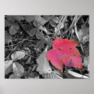 Color Pop Red Leaf Poster