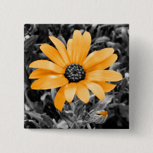 Color Splash Spring Flash African Daisy Fotografie Button