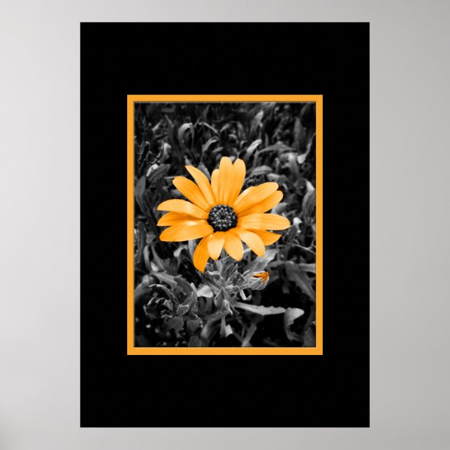 Color Splash Spring Flash African Daisy Fotografie Poster (Vorne)