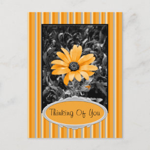 Color Splash Spring Flash African Daisy Fotografie Postkarte