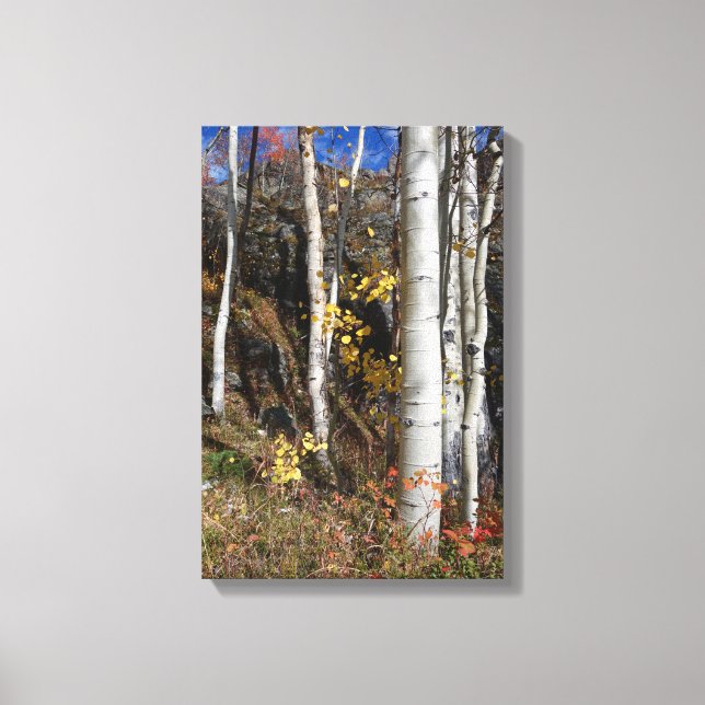 Colorado Aspen Designs Leinwanddruck (Vorderseite)