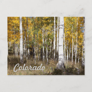 Colorado Aspen Grove im Herbst Postkarte