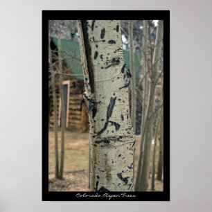 Colorado Aspen Trees Poster