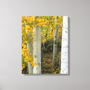 Colorado Aspens Designer Wrapped Canvas Leinwanddruck