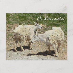 Colorado-Bergziege Postkarte