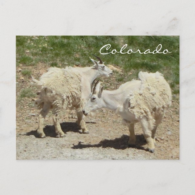 Colorado-Bergziege Postkarte (Vorderseite)