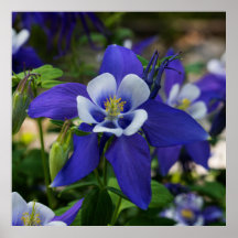 Colorado-Blau