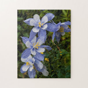 Colorado Blaue Akelei nahe Telluride Colorado Puzzle