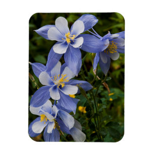 Colorado Blue Columbine near Telluride Colorado Magnet