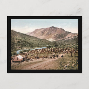 Colorado Cattle Roundup 1897 Postkarte