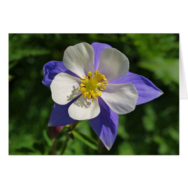 Colorado Columbine (Vorderseite (Horizontal))