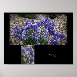 Colorado Columbine Bloom lächelt Wall Art von Stan Poster
