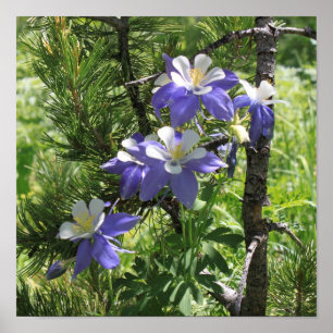 Colorado Columbine Poster