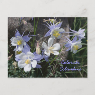 Colorado Columbine Postkarte