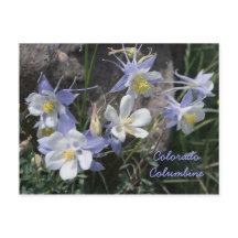 Colorado Columbine