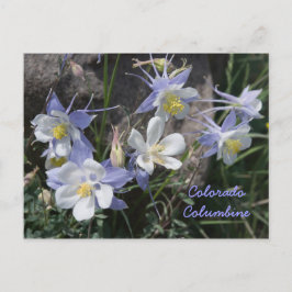 Colorado Columbine Postkarte