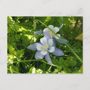 Colorado Columbine Postkarte