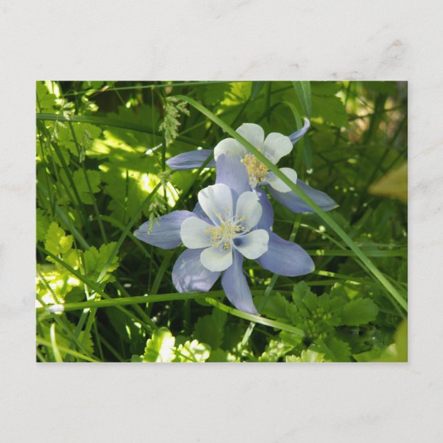 Colorado Columbine Postkarte (Vorderseite)