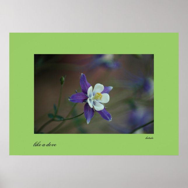 Colorado Columbine Print Poster (Vorne)