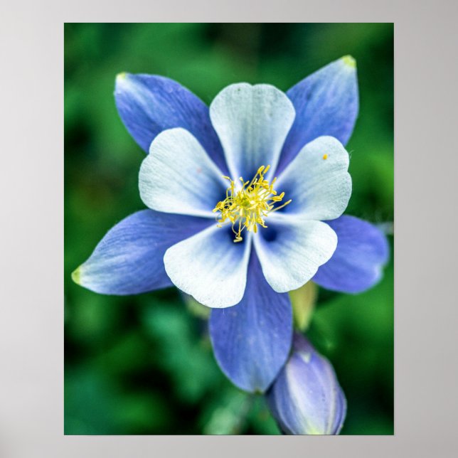 Colorado Columbine // Purplish Blue White Petals Poster (Vorne)