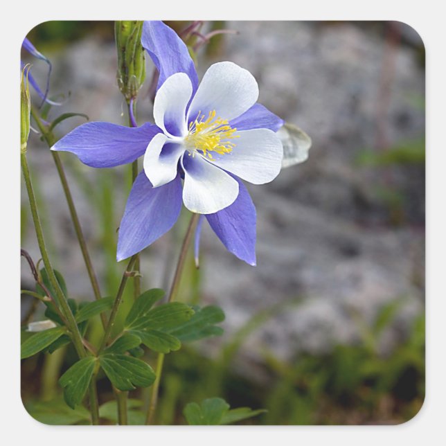 Colorado Columbine Quadratischer Aufkleber (Vorderseite)
