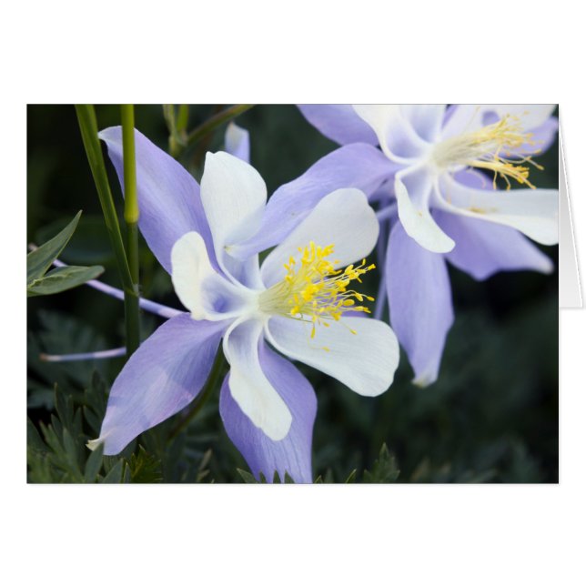 Colorado Columbines (Vorderseite (Horizontal))