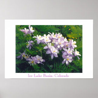 COLORado Columbines Poster