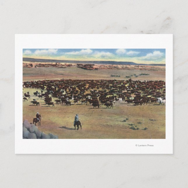 Colorado - Cowboys Rounding Postkarte (Vorderseite)