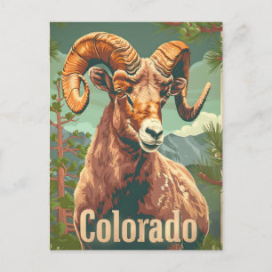 Colorado Dickhornschaf Vintage Postkarte