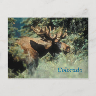 Colorado-Elch-Postkarte Postkarte