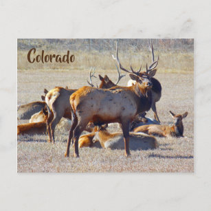 Colorado Elk Postkarte