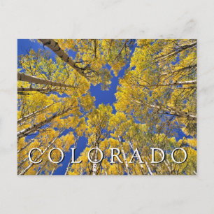 Colorado Fall Aspen Forest im Herbst Vielen Dank Postkarte