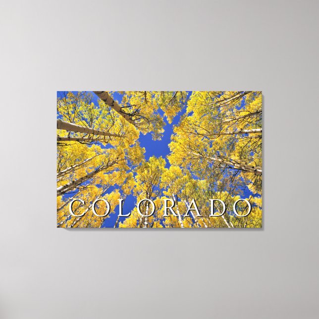 Colorado Fall | Aspenwald im Herbst Leinwanddruck (Vorderseite)