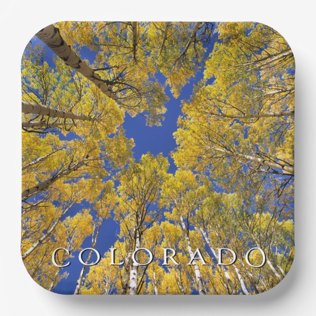 Colorado Fall | Aspenwald im Herbst Pappteller (Vorderseite)