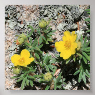 Colorado Gelbe Wildblumen Poster