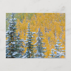 Colorado, Grand Mesa. Früher Schneefall im Wald Postkarte