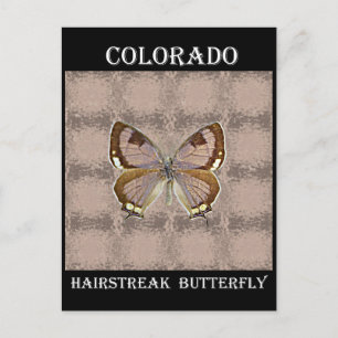 Colorado Hairstreak Butterfly Postkarte