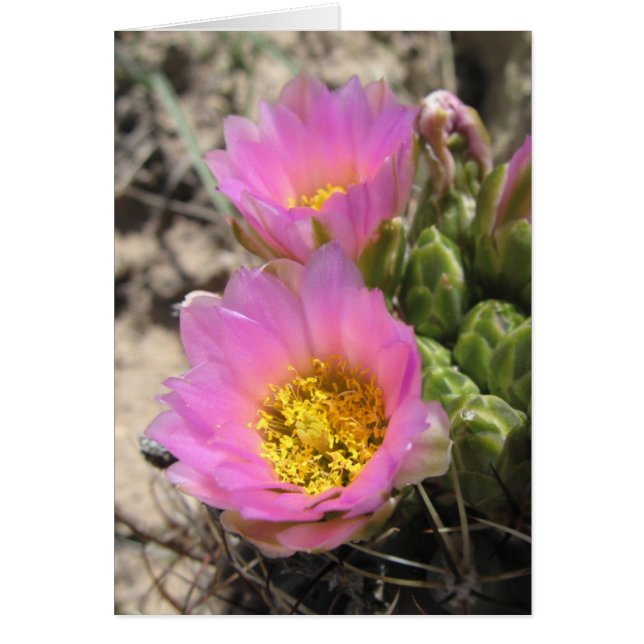 Colorado Hookless Cactus (Vorne)
