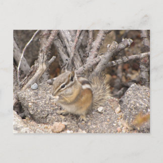 Colorado Rocky Mountain Chipmunk Postkarte