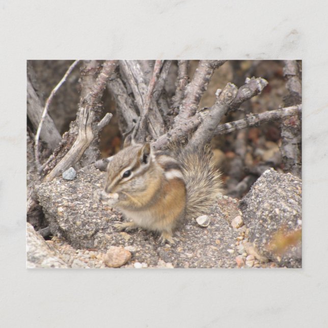 Colorado Rocky Mountain Chipmunk Postkarte (Vorderseite)