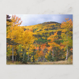 Colorado Rocky Mountains Aspen Trees Fall Foliage Postkarte