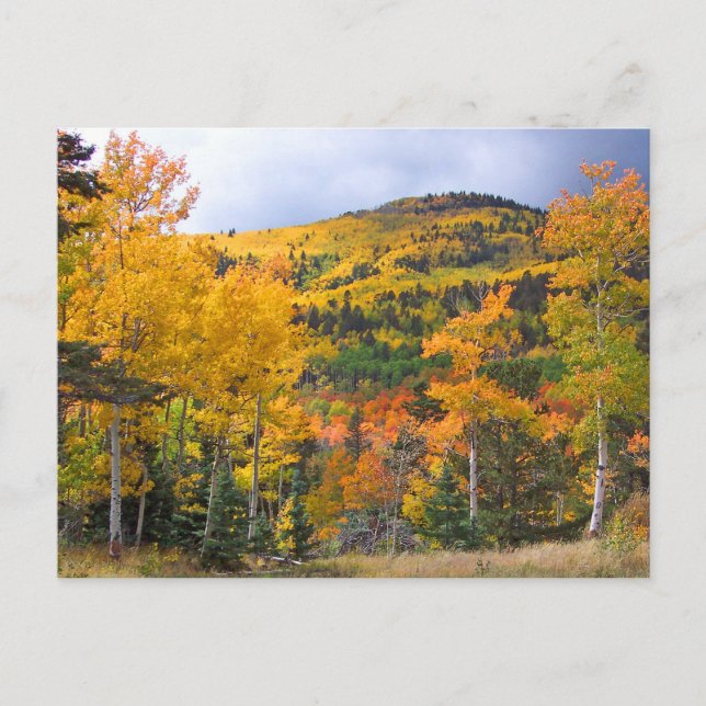 Colorado Rocky Mountains Aspen Trees Fall Foliage Postkarte (Vorderseite)