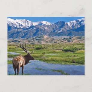 Colorado Rocky Mountains Elk Postkarte