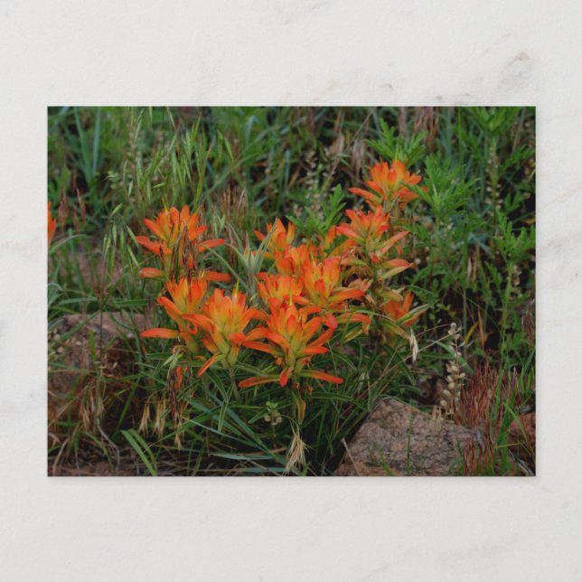 Colorado Scarlet Paintbrush Stationäre Stationen Postkarte (Vorderseite)