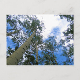 Colorado Sky Thru the Aspens Postcard Postkarte