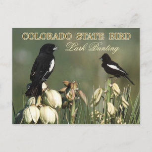 Colorado Staat Bird - Lark Bunting Postkarte