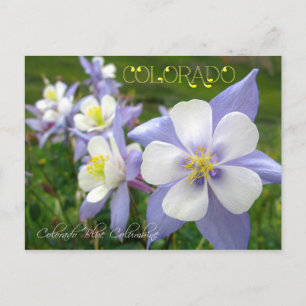 Colorado Staat Blume: Rocky Mountain Columbine Postkarte