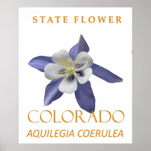Colorado-Territoriumsblume Aquilegia coerulea Poster
